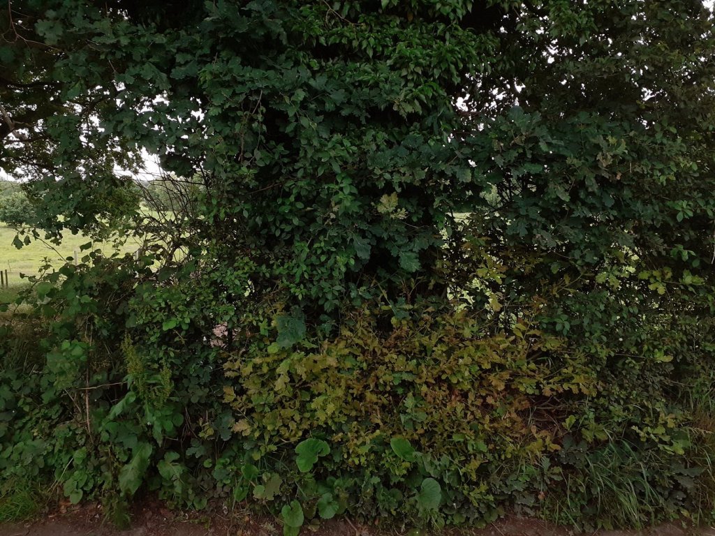 Mells Suffolk.