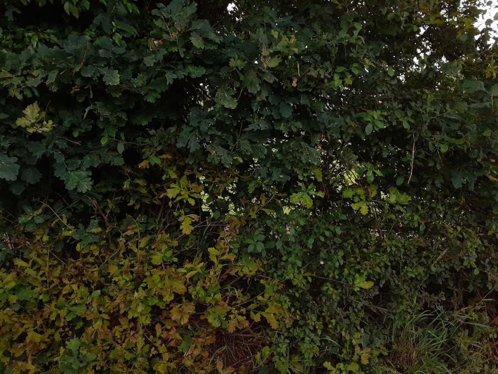 Mells Suffolk.